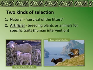 Two kinds of selection
1. Natural - “survival of the fittest”
2. Artificial - breeding plants or animals for
   specific t...