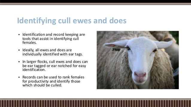 Goat Farming Software For Record Keeping