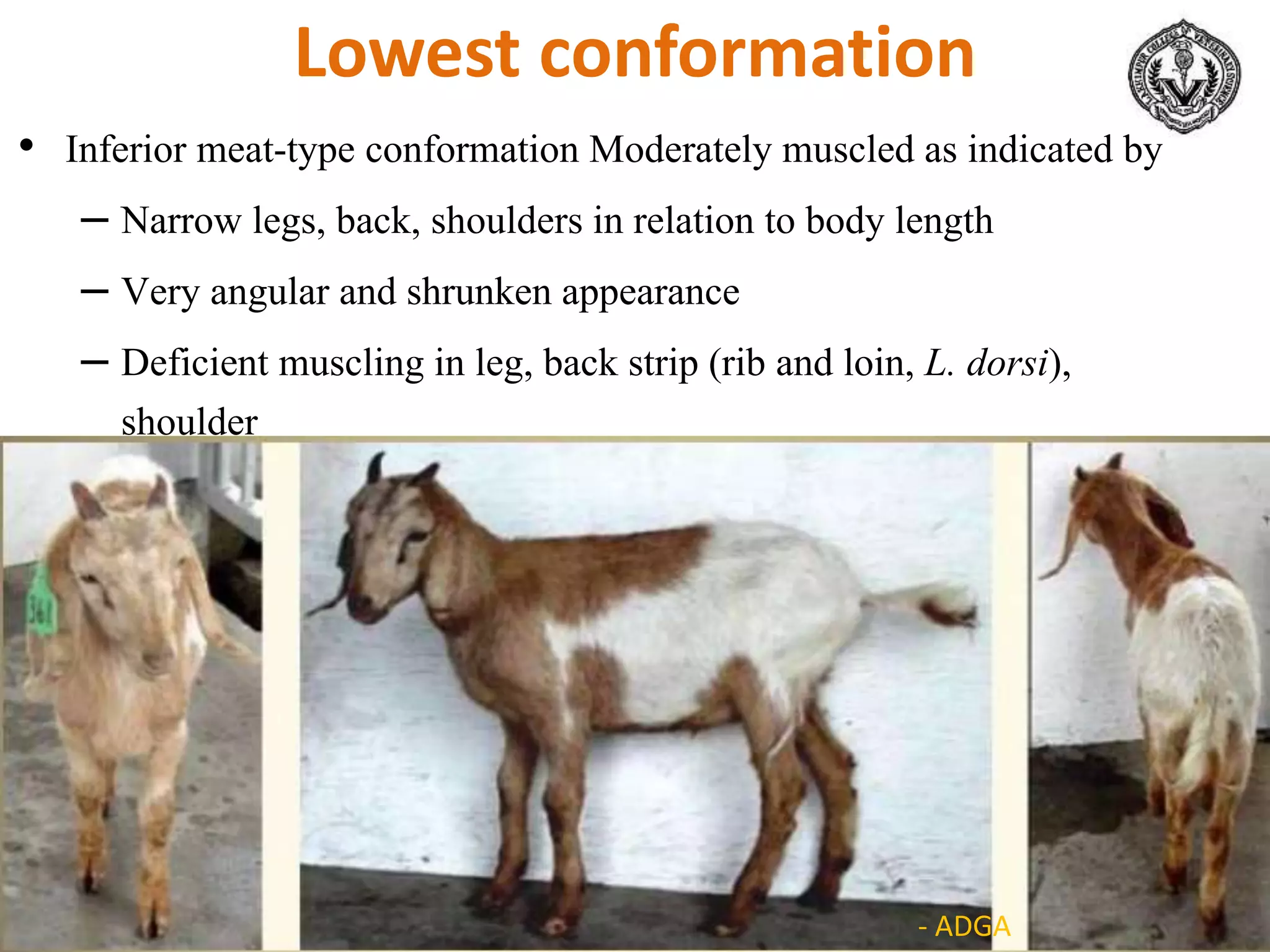 Lowest conformation
• Inferior meat-type conformation Moderately muscled as indicated by
– Narrow legs, back, shoulders in relation to body length
– Very angular and shrunken appearance
– Deficient muscling in leg, back strip (rib and loin, L. dorsi),
shoulder
- ADGA
 