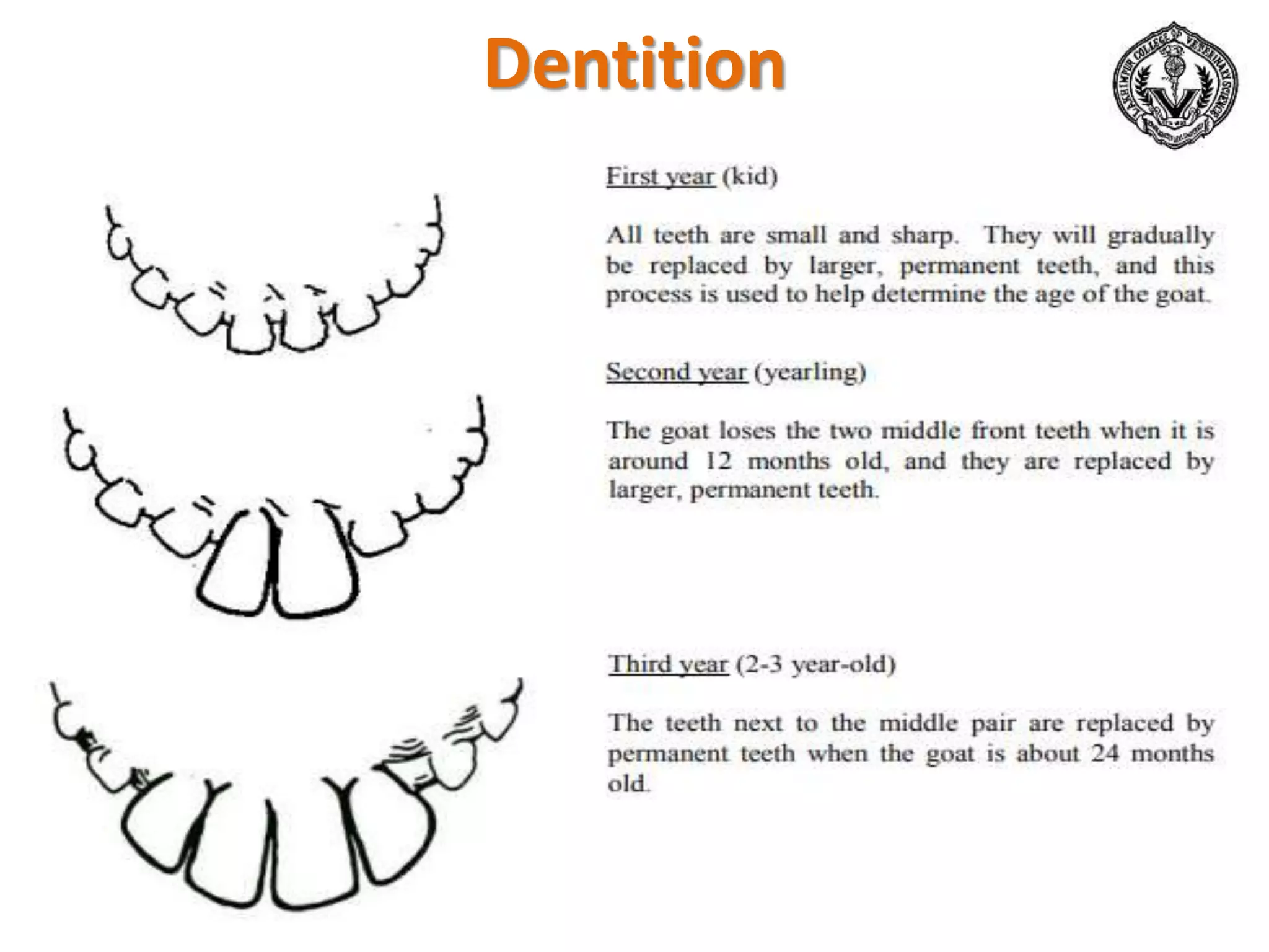 Dentition
 