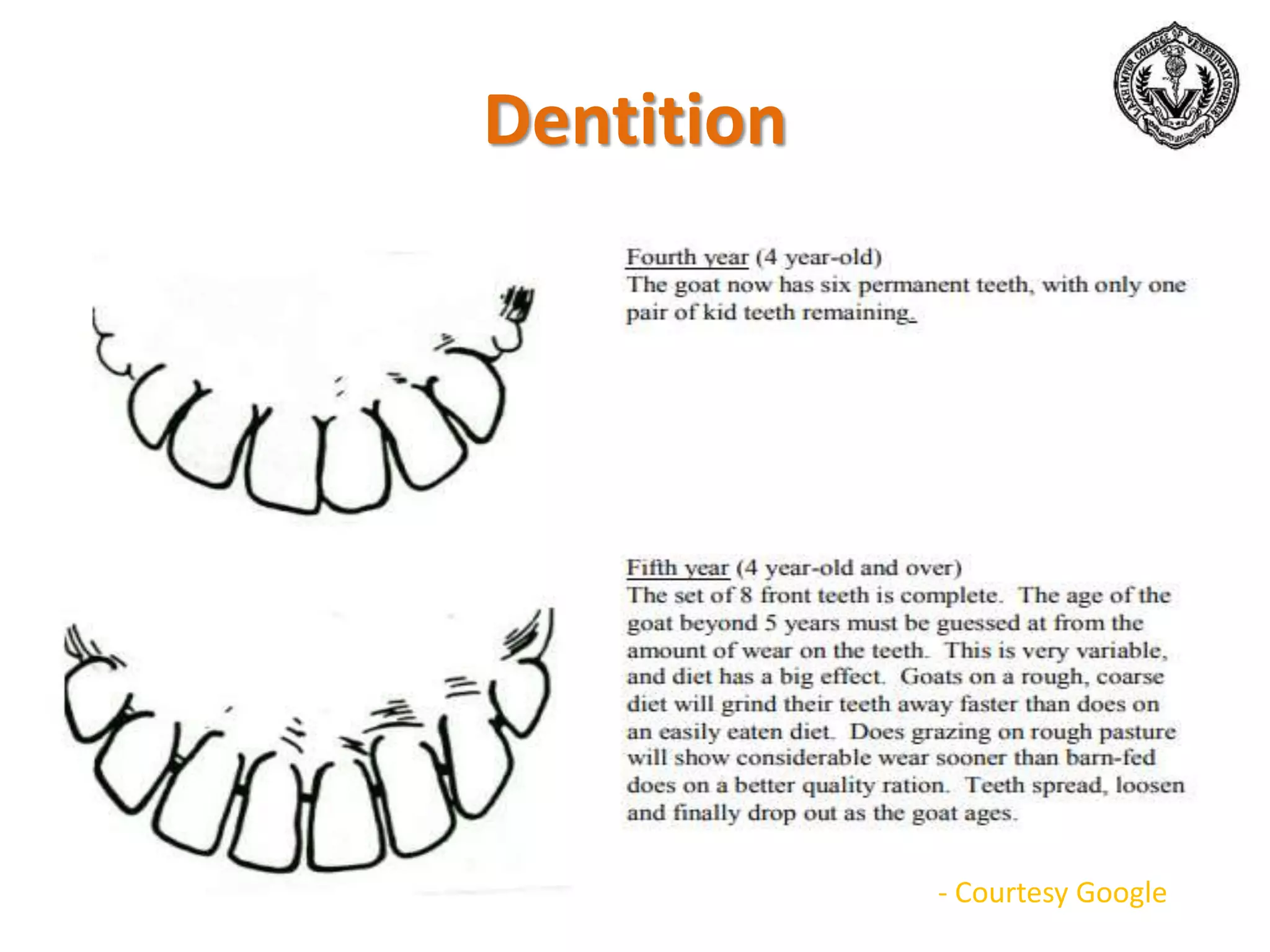 Dentition
- Courtesy Google
 