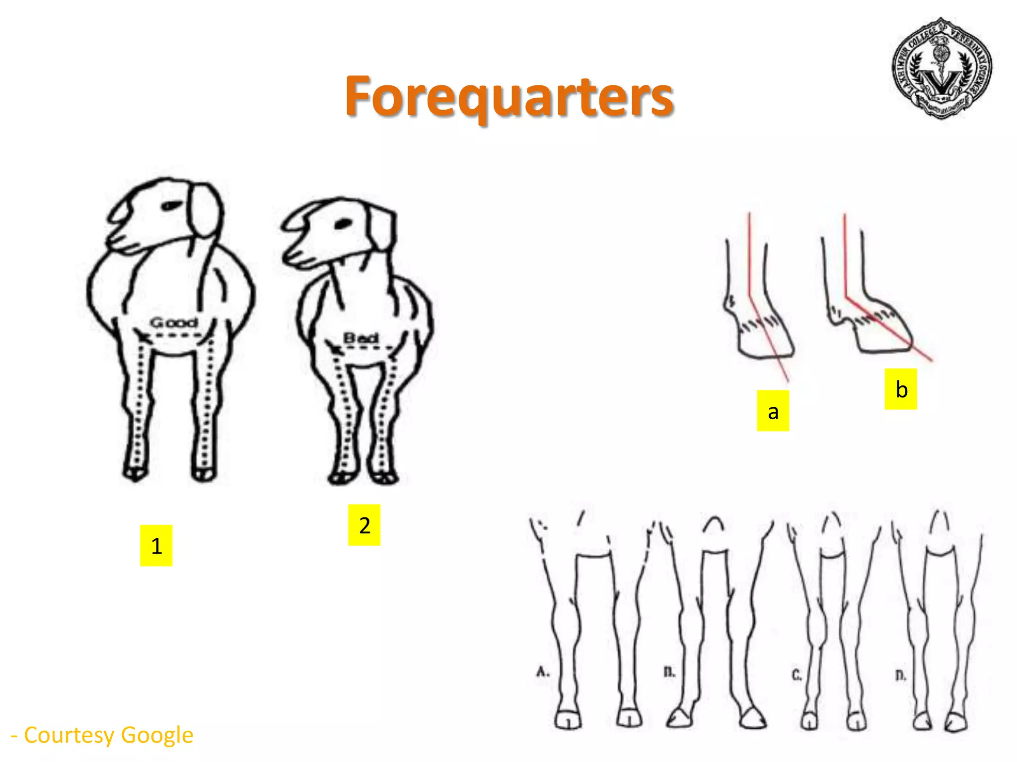 Forequarters
1
2
b
a
- Courtesy Google
 