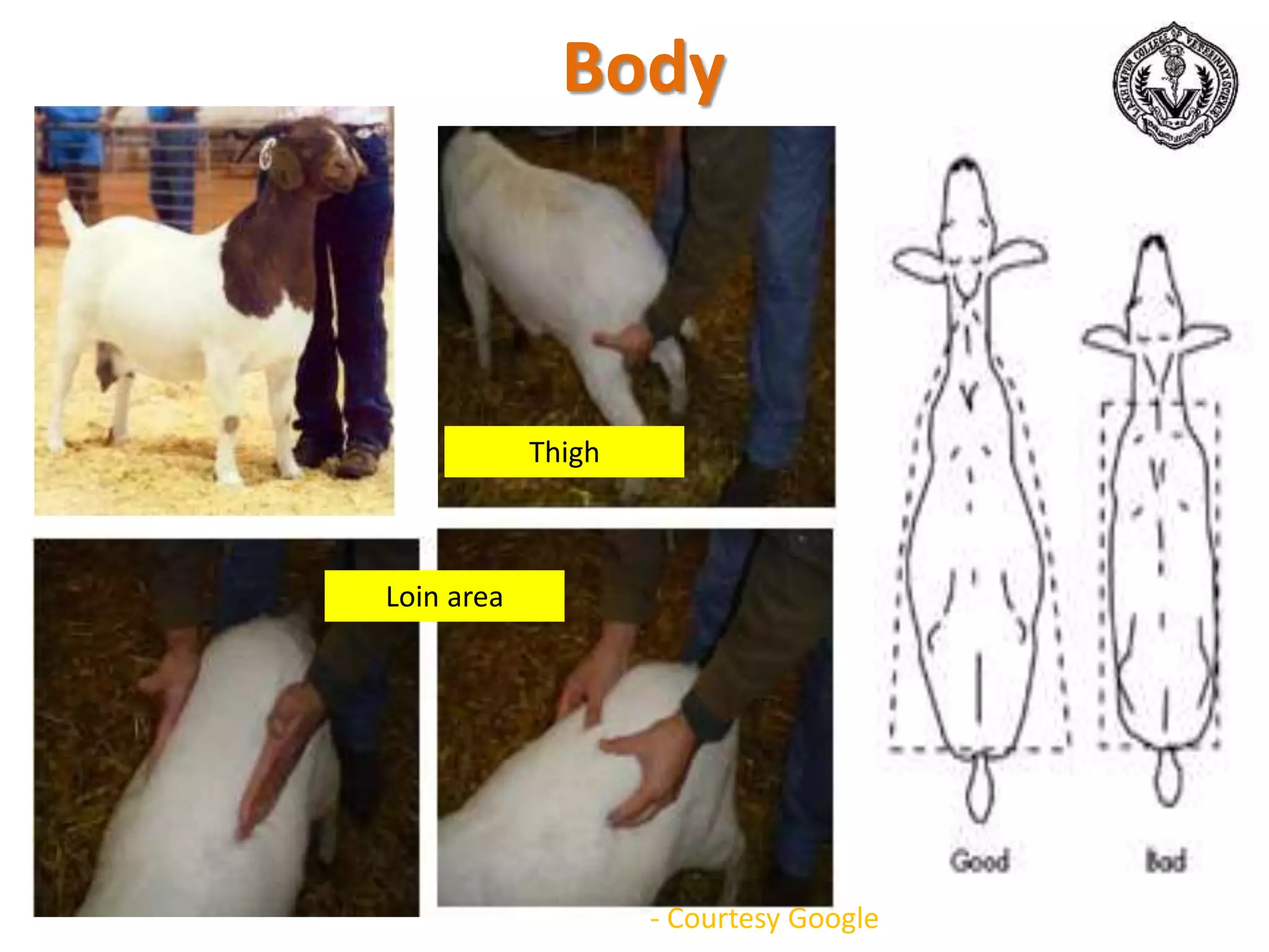 Body
Loin area
Thigh
- Courtesy Google
 