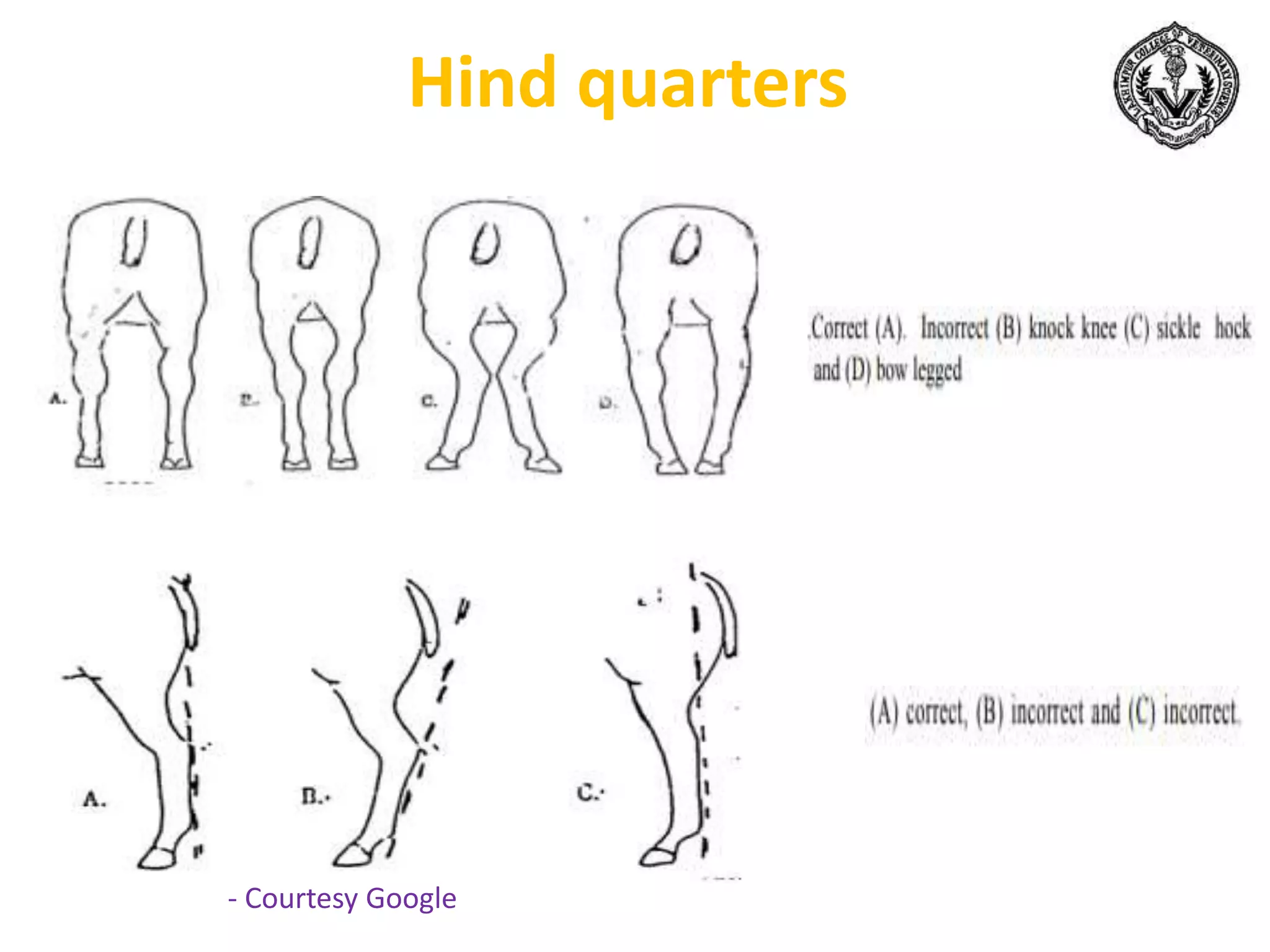 Hind quarters
- Courtesy Google
 