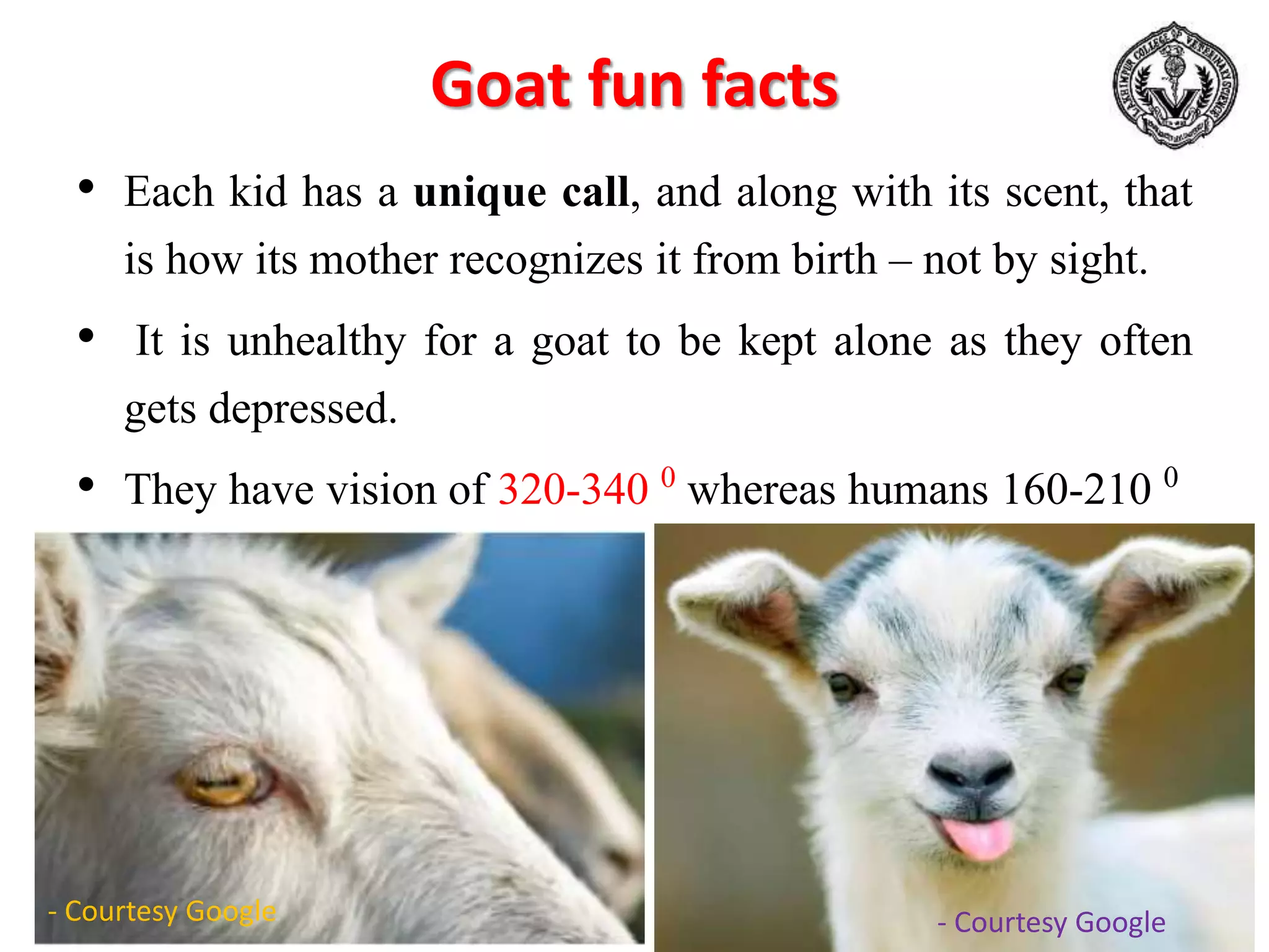 Goat fun facts
• Each kid has a unique call, and along with its scent, that
is how its mother recognizes it from birth – not by sight.
• It is unhealthy for a goat to be kept alone as they often
gets depressed.
• They have vision of 320-340 0 whereas humans 160-210 0
- Courtesy Google- Courtesy Google
 