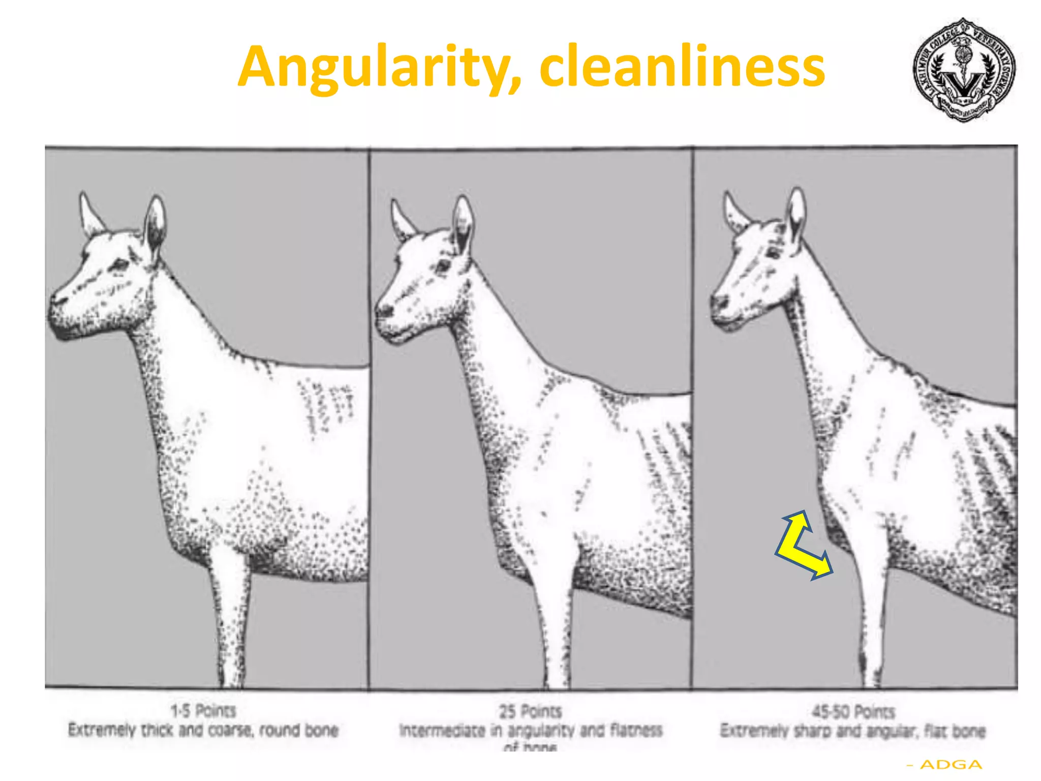 Angularity, cleanliness
 