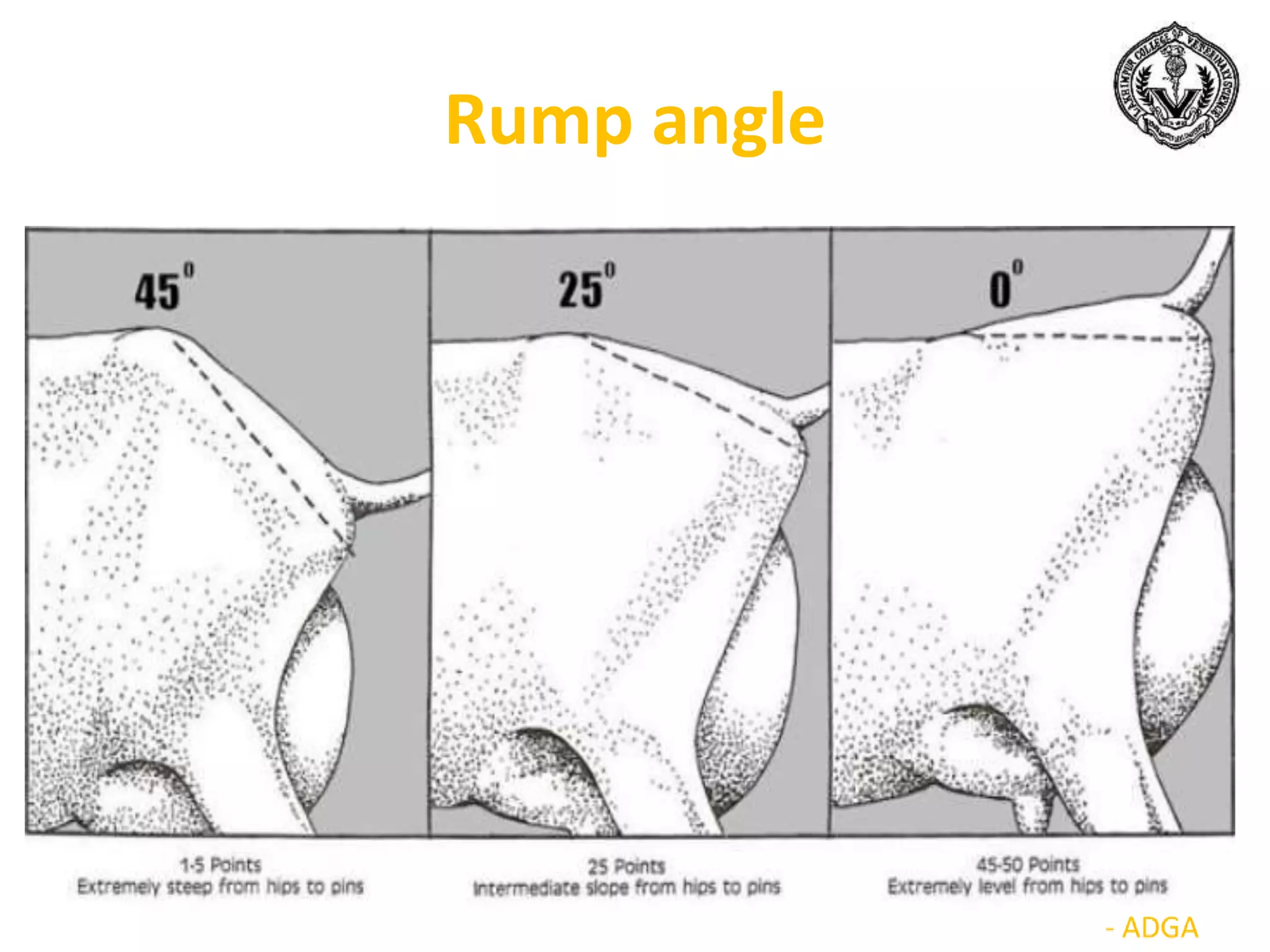 Rump angle
 