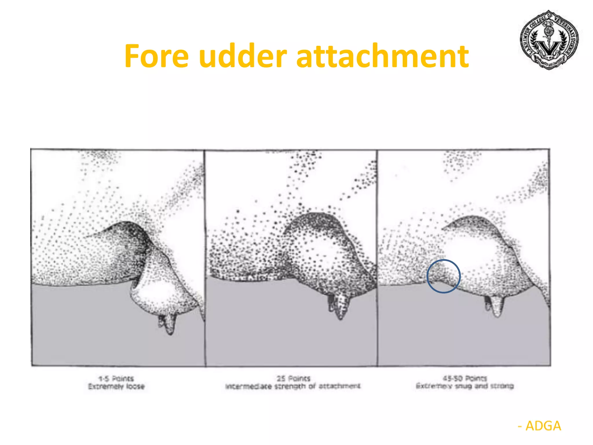 Fore udder attachment
 