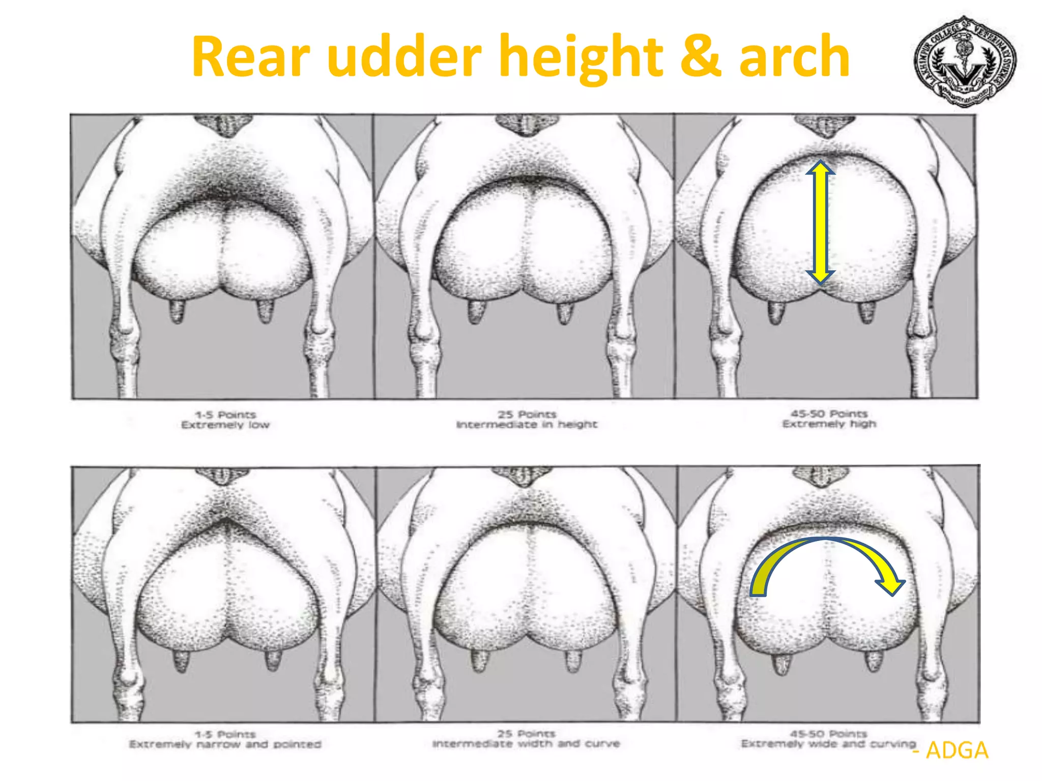 Rear udder height & arch
 
