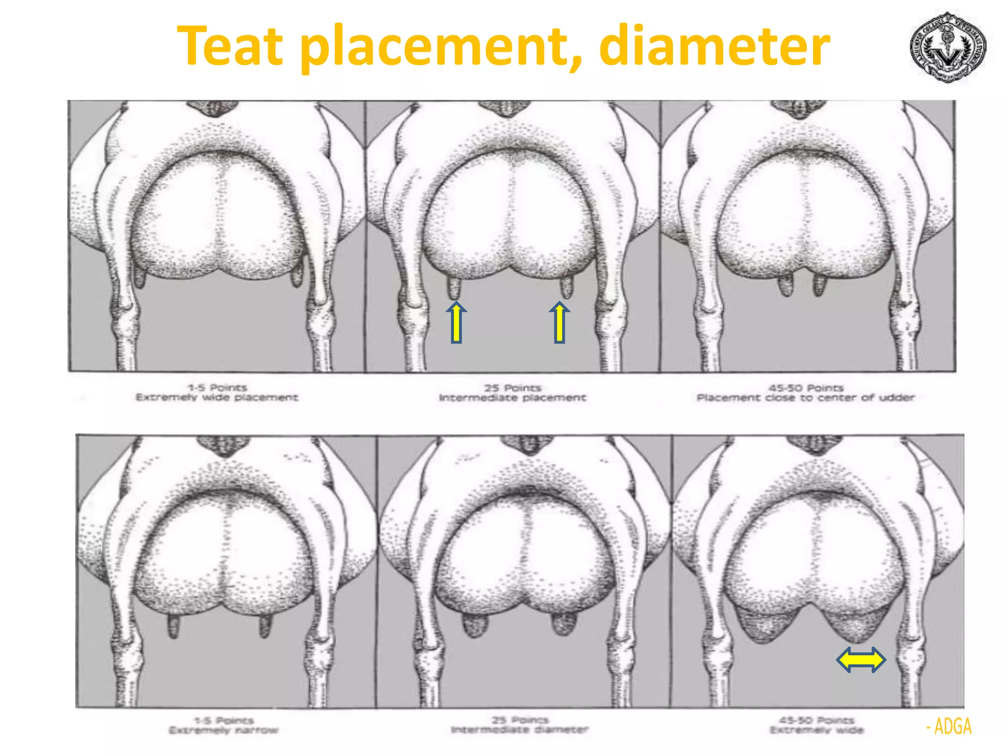 Teat placement, diameter
 