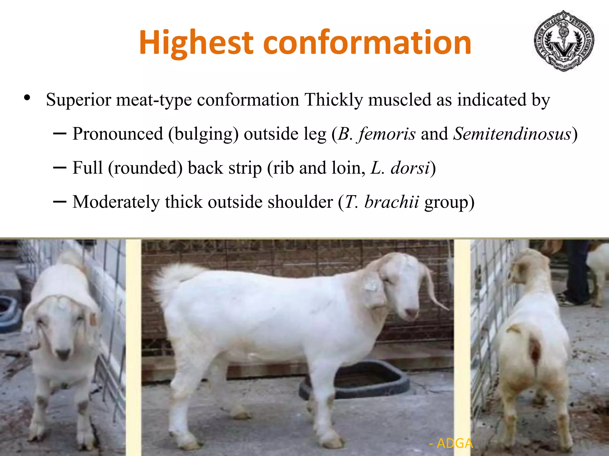 Highest conformation
• Superior meat-type conformation Thickly muscled as indicated by
– Pronounced (bulging) outside leg (B. femoris and Semitendinosus)
– Full (rounded) back strip (rib and loin, L. dorsi)
– Moderately thick outside shoulder (T. brachii group)
- ADGA
 