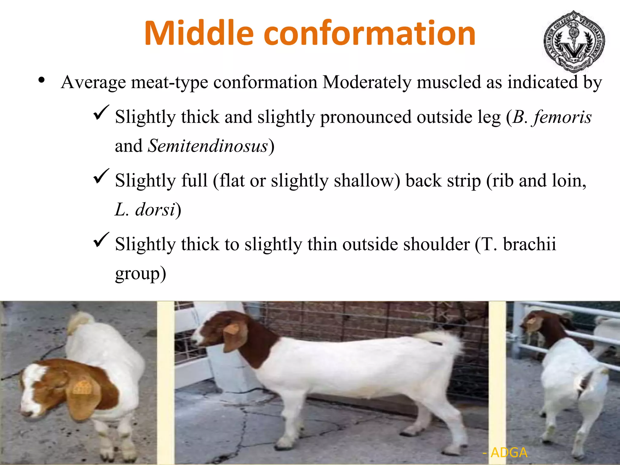 Middle conformation
• Average meat-type conformation Moderately muscled as indicated by
 Slightly thick and slightly pronounced outside leg (B. femoris
and Semitendinosus)
 Slightly full (flat or slightly shallow) back strip (rib and loin,
L. dorsi)
 Slightly thick to slightly thin outside shoulder (T. brachii
group)
- ADGA
 