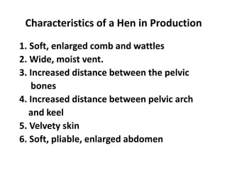 Characteristics of a Hen in Production
1. Soft, enlarged comb and wattles
2. Wide, moist vent.
3. Increased distance between the pelvic
bones
4. Increased distance between pelvic arch
and keel
5. Velvety skin
6. Soft, pliable, enlarged abdomen

 