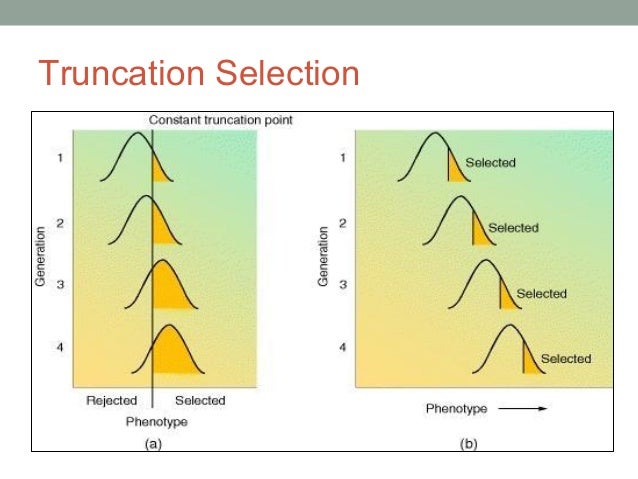 Selection in Evolutionary Algorithm