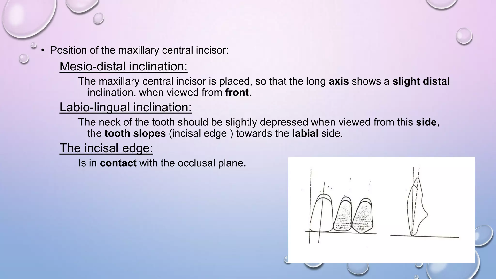 • Position of the maxillary central incisor:

Mesio-distal inclination:
The maxillary central incisor is placed, so that the long axis shows a slight distal
inclination, when viewed from front.

Labio-lingual inclination:
The neck of the tooth should be slightly depressed when viewed from this side,
the tooth slopes (incisal edge ) towards the labial side.

The incisal edge:
Is in contact with the occlusal plane.

 
