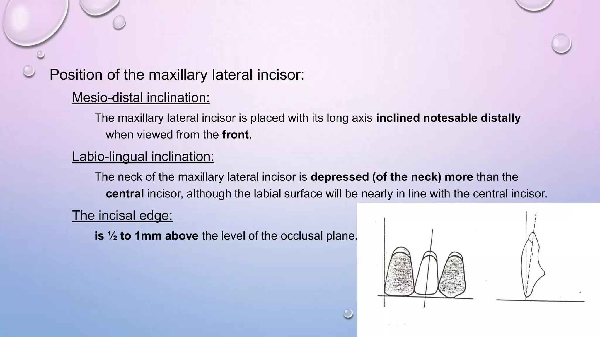 Position of the maxillary lateral incisor:
Mesio-distal inclination:
The maxillary lateral incisor is placed with its long axis inclined notesable distally
when viewed from the front.

Labio-lingual inclination:
The neck of the maxillary lateral incisor is depressed (of the neck) more than the
central incisor, although the labial surface will be nearly in line with the central incisor.

The incisal edge:
is ½ to 1mm above the level of the occlusal plane.

 