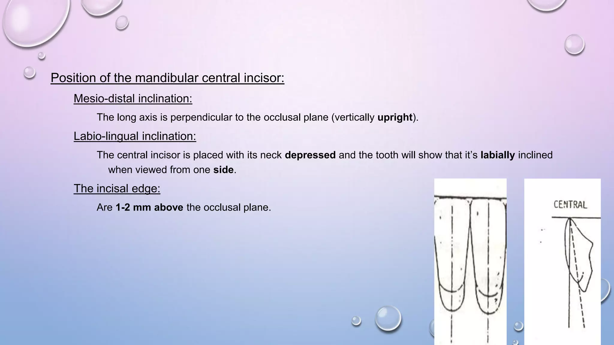 Position of the mandibular central incisor:
Mesio-distal inclination:
The long axis is perpendicular to the occlusal plane (vertically upright).

Labio-lingual inclination:
The central incisor is placed with its neck depressed and the tooth will show that it’s labially inclined
when viewed from one side.

The incisal edge:
Are 1-2 mm above the occlusal plane.

 