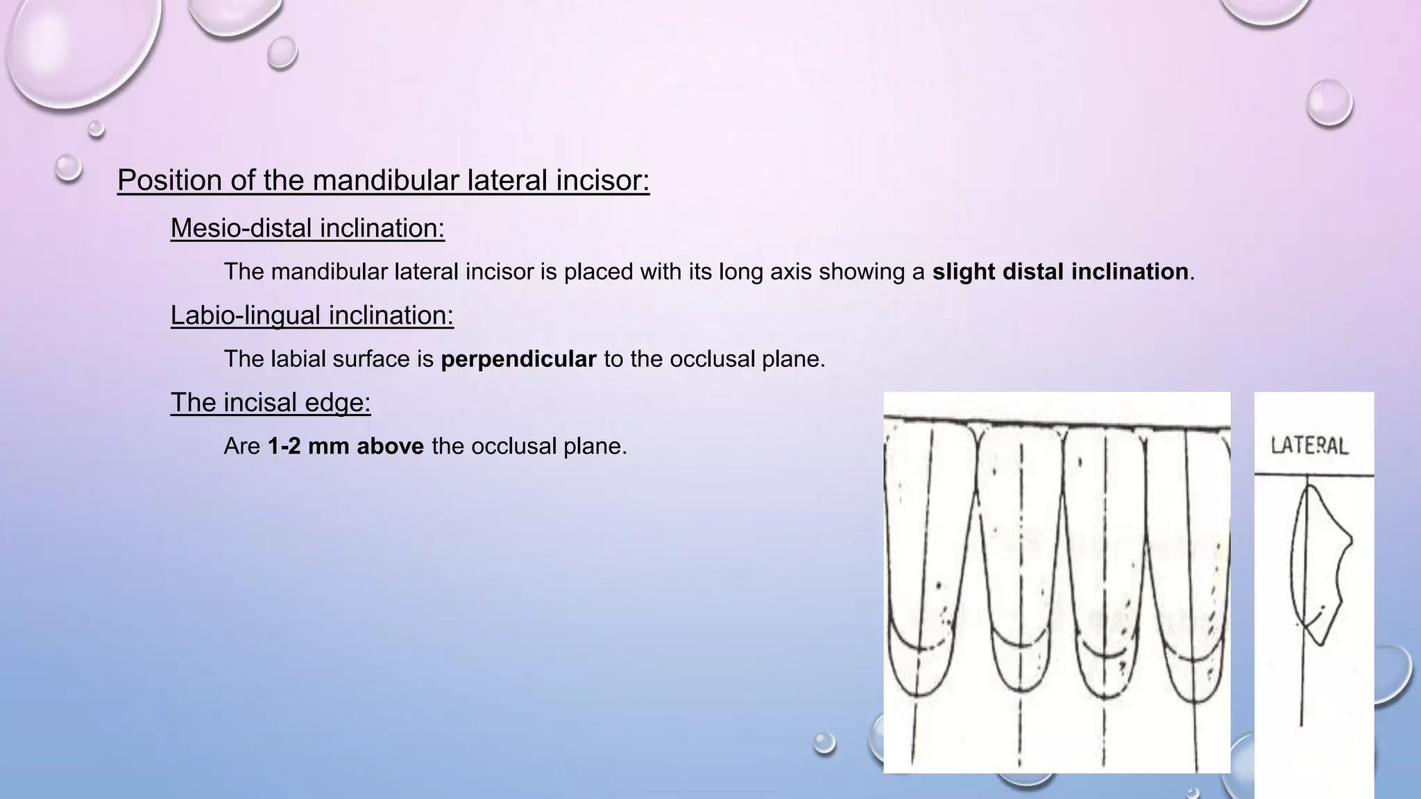 Position of the mandibular lateral incisor:
Mesio-distal inclination:
The mandibular lateral incisor is placed with its long axis showing a slight distal inclination.

Labio-lingual inclination:
The labial surface is perpendicular to the occlusal plane.

The incisal edge:
Are 1-2 mm above the occlusal plane.

 
