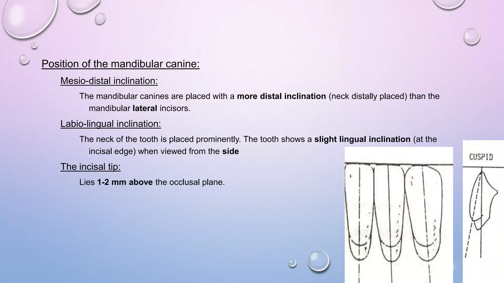 Position of the mandibular canine:
Mesio-distal inclination:
The mandibular canines are placed with a more distal inclination (neck distally placed) than the
mandibular lateral incisors.

Labio-lingual inclination:
The neck of the tooth is placed prominently. The tooth shows a slight lingual inclination (at the
incisal edge) when viewed from the side

The incisal tip:
Lies 1-2 mm above the occlusal plane.

 