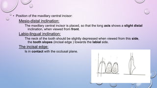 • Position of the maxillary central incisor:

Mesio-distal inclination:
The maxillary central incisor is placed, so that the long axis shows a slight distal
inclination, when viewed from front.

Labio-lingual inclination:
The neck of the tooth should be slightly depressed when viewed from this side,
the tooth slopes (incisal edge ) towards the labial side.

The incisal edge:
Is in contact with the occlusal plane.

 