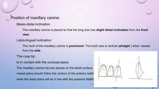 Position of maxillary canine:
Mesio-distal inclination:
The maxillary canine is placed so that the long axis has slight distal inclination from the front
view.

Labio-lingual inclination:
The neck of the maxillary canine is prominent. The tooth axis is vertical (straight ) when viewed

from the side.

The cusp tip:
Is in contact with the occlusal plane.
The maxillary canine has two planes on the labial surface;
mesial plane should follow the contour of the anterior teeth
while the distal plane will be in line with the posterior teeth.

 