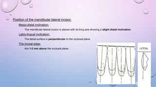 Position of the mandibular lateral incisor:
Mesio-distal inclination:
The mandibular lateral incisor is placed with its long axis showing a slight distal inclination.

Labio-lingual inclination:
The labial surface is perpendicular to the occlusal plane.

The incisal edge:
Are 1-2 mm above the occlusal plane.

 