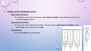Position of the mandibular canine:
Mesio-distal inclination:
The mandibular canines are placed with a more distal inclination (neck distally placed) than the
mandibular lateral incisors.

Labio-lingual inclination:
The neck of the tooth is placed prominently. The tooth shows a slight lingual inclination (at the
incisal edge) when viewed from the side

The incisal tip:
Lies 1-2 mm above the occlusal plane.

 