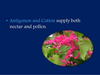 Selection of bee flora.pptx