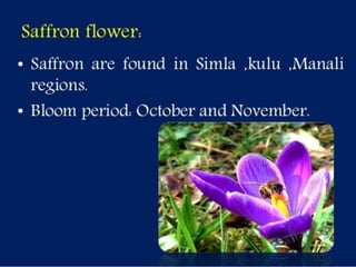 Selection of bee flora.pptx