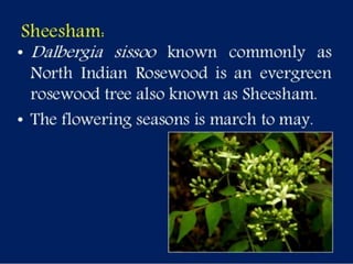 Selection of bee flora.pptx