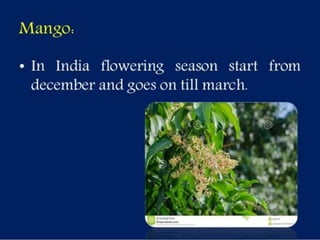 Selection of bee flora.pptx