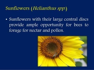 Selection of bee flora.pptx