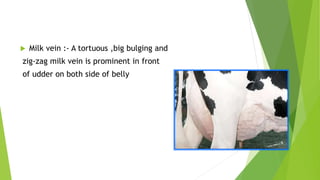  Milk vein :- A tortuous ,big bulging and
zig-zag milk vein is prominent in front
of udder on both side of belly
 