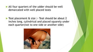  All four quarters of the udder should be well
demarcated with well placed teats
 Teat placement & size :- Teat should be about 2
inches long, cylindrical and placed squarely under
each quarter(not to one side or another side)
 