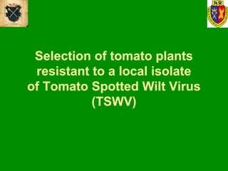 Selection of tomato plants
resistant to a local isolate
of Tomato Spotted Wilt Virus
(TSWV)
 