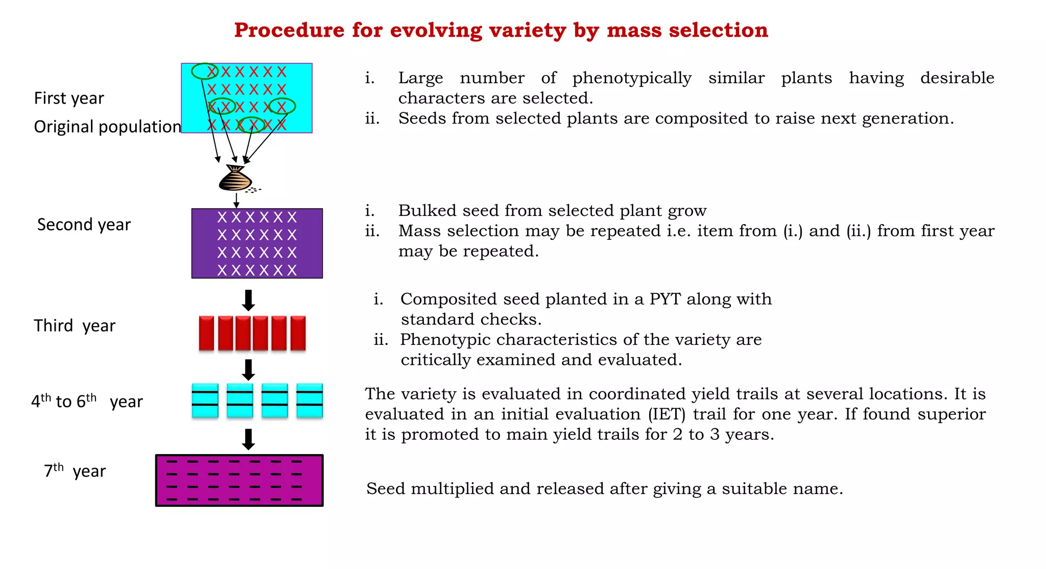 Procedure for evolving variety by mass selection
Original population
First year
i. Large number of phenotypically similar plants having desirable
characters are selected.
ii. Seeds from selected plants are composited to raise next generation.
Second year
i. Bulked seed from selected plant grow
ii. Mass selection may be repeated i.e. item from (i.) and (ii.) from first year
may be repeated.
Third year
X X X X X X
X X X X X X
X X X X X X
X X X X X X
X X X X X X
X X X X X X
X X X X X X
X X X X X X
i. Composited seed planted in a PYT along with
standard checks.
ii. Phenotypic characteristics of the variety are
critically examined and evaluated.
The variety is evaluated in coordinated yield trails at several locations. It is
evaluated in an initial evaluation (IET) trail for one year. If found superior
it is promoted to main yield trails for 2 to 3 years.
Seed multiplied and released after giving a suitable name.
4th to 6th year
7th year
 