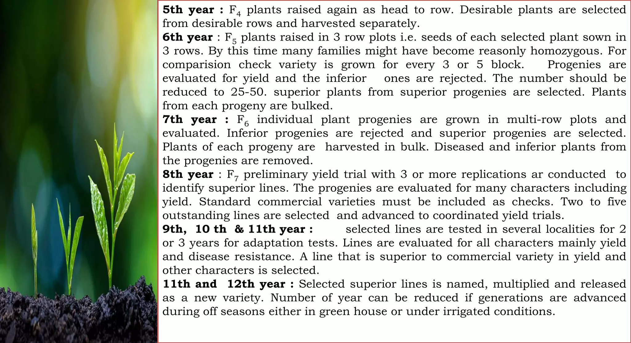 5th year : F4 plants raised again as head to row. Desirable plants are selected
from desirable rows and harvested separately.
6th year : F5 plants raised in 3 row plots i.e. seeds of each selected plant sown in
3 rows. By this time many families might have become reasonly homozygous. For
comparision check variety is grown for every 3 or 5 block. Progenies are
evaluated for yield and the inferior ones are rejected. The number should be
reduced to 25-50. superior plants from superior progenies are selected. Plants
from each progeny are bulked.
7th year : F6 individual plant progenies are grown in multi-row plots and
evaluated. Inferior progenies are rejected and superior progenies are selected.
Plants of each progeny are harvested in bulk. Diseased and inferior plants from
the progenies are removed.
8th year : F7 preliminary yield trial with 3 or more replications ar conducted to
identify superior lines. The progenies are evaluated for many characters including
yield. Standard commercial varieties must be included as checks. Two to five
outstanding lines are selected and advanced to coordinated yield trials.
9th, 10 th & 11th year : selected lines are tested in several localities for 2
or 3 years for adaptation tests. Lines are evaluated for all characters mainly yield
and disease resistance. A line that is superior to commercial variety in yield and
other characters is selected.
11th and 12th year : Selected superior lines is named, multiplied and released
as a new variety. Number of year can be reduced if generations are advanced
during off seasons either in green house or under irrigated conditions.
 