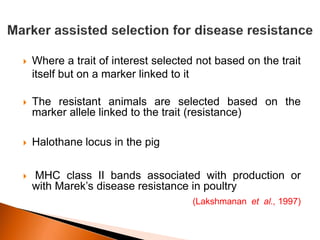  Where a trait of interest selected not based on the trait
itself but on a marker linked to it
 The resistant animals are selected based on the
marker allele linked to the trait (resistance)
 Halothane locus in the pig
 MHC class II bands associated with production or
with Marek’s disease resistance in poultry
(Lakshmanan et al., 1997)
 