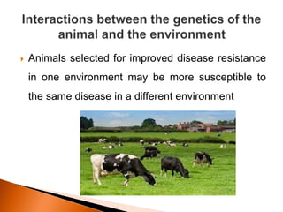  Animals selected for improved disease resistance
in one environment may be more susceptible to
the same disease in a different environment
 