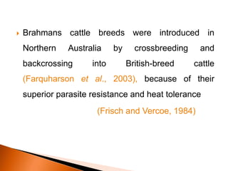  Brahmans cattle breeds were introduced in
Northern Australia by crossbreeding and
backcrossing into British-breed cattle
(Farquharson et al., 2003), because of their
superior parasite resistance and heat tolerance
(Frisch and Vercoe, 1984)
 