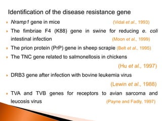 Identification of the disease resistance gene
 Nramp1 gene in mice (Vidal et al., 1993)
 The fimbriae F4 (K88) gene in swine for reducing e. coli
intestinal infection (Moon et al., 1999)
 The prion protein (PrP) gene in sheep scrapie (Belt et al., 1995)
 The TNC gene related to salmonellosis in chickens
(Hu et al., 1997)
 DRB3 gene after infection with bovine leukemia virus
(Lewin et al., 1988)
 TVA and TVB genes for receptors to avian sarcoma and
leucosis virus (Payne and Fadly, 1997)
 