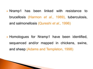  Nramp1 has been linked with resistance to
brucellosis (Harmon et al., 1989), tuberculosis,
and salmonellosis (Qureshi et al., 1996)
 Homologues for Nramp1 have been identified,
sequenced and/or mapped in chickens, swine,
and sheep (Adams and Templeton, 1998)
 