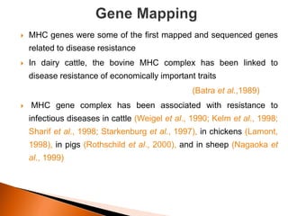  MHC genes were some of the first mapped and sequenced genes
related to disease resistance
 In dairy cattle, the bovine MHC complex has been linked to
disease resistance of economically important traits
(Batra et al.,1989)
 MHC gene complex has been associated with resistance to
infectious diseases in cattle (Weigel et al., 1990; Kelm et al., 1998;
Sharif et al., 1998; Starkenburg et al., 1997), in chickens (Lamont,
1998), in pigs (Rothschild et al., 2000), and in sheep (Nagaoka et
al., 1999)
 
