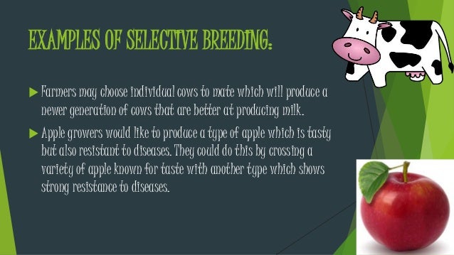 Selective Breeding