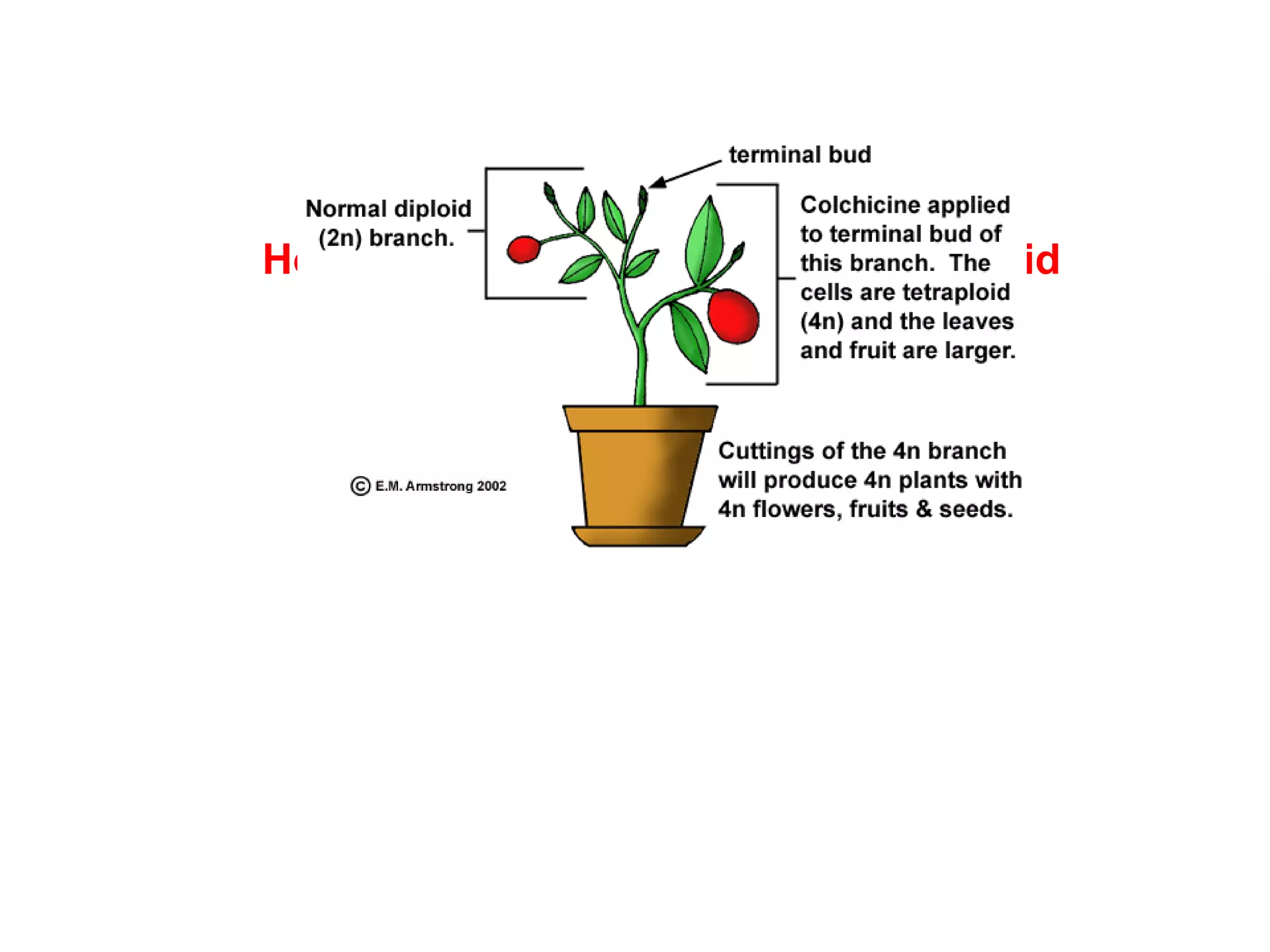 To produce a tetraploid plant, the alkaloid colchicine is applied to the terminal bud of
a branch. All the cells in the developing branch will be tetraploid (4n) with four sets of
chromosomes. This includes cells of the stem, leaves, flowers and fruit. Gametes (egg
and sperm) produced by a flower on this tetraploid branch will be diploid (2n) with
two sets of chromosomes. A flower on the normal diploid (2n) branch will produce
haploid (n) gametes containing one set of chromosomes.
How To Make A Fertile Polyploid Hybrid
http://waynesword.palomar.edu/hybrids1.htm
 