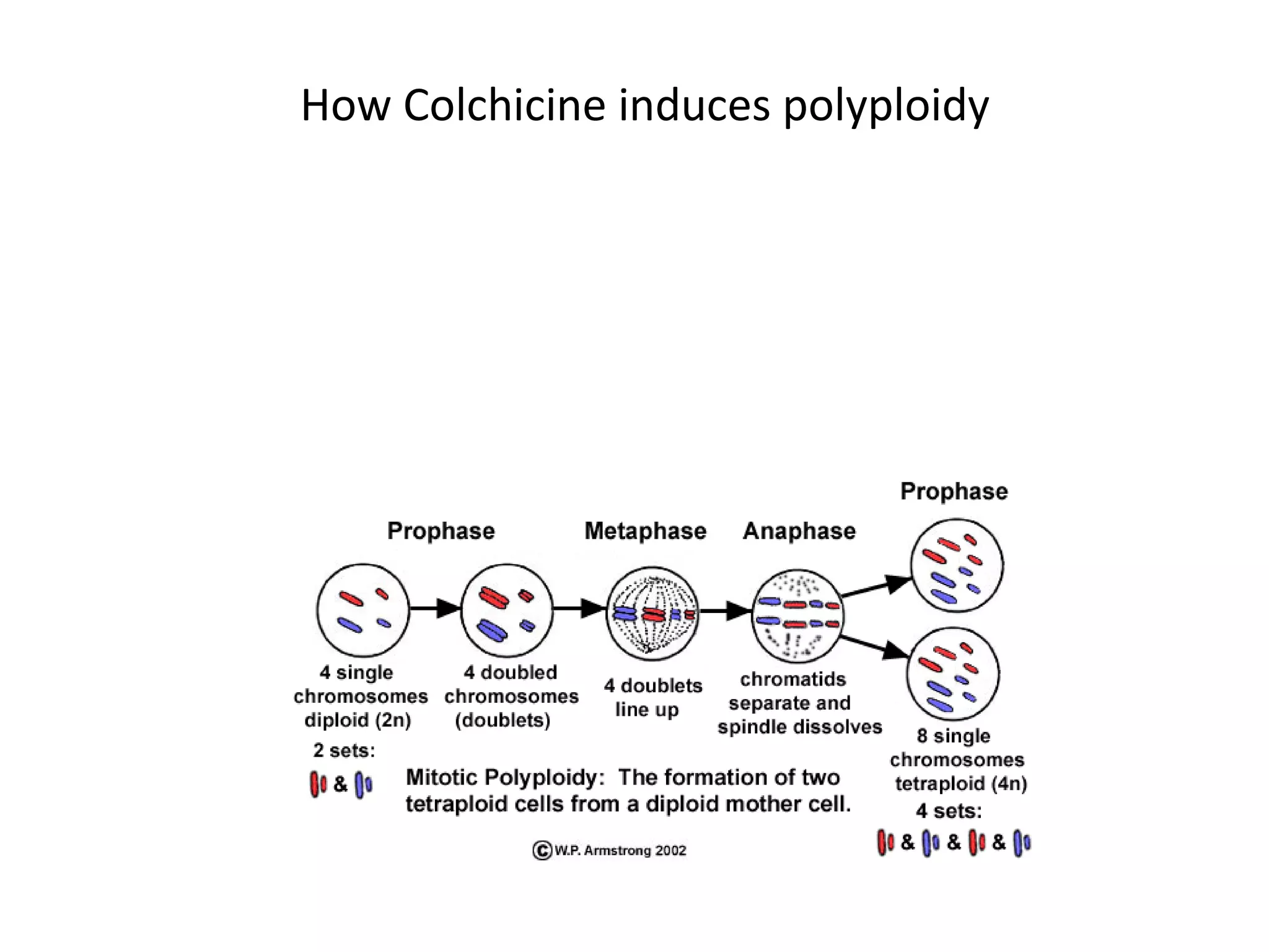 How Colchicine induces polyploidy
The original mother cell is diploid (2n). During anaphase the chromatids separate and
move to opposite ends of the cell. Colchicine causes the dissolution (depolymerization)
of protein microtubules which make up the mitotic spindle in dividing cells. This leaves
the cell with twice as many single chromosomes (four sets rather than two). When this
cell divides, each of the two daughter cells will have fours sets of chromosomes, a total
of eight chomosomes per cell. [Note: Spindle poisons such as colchicine are used to
prevent tumor cells from dividing in certain chemotherapy treatments.]
http://waynesword.palomar.edu/hybrids1.htm
 