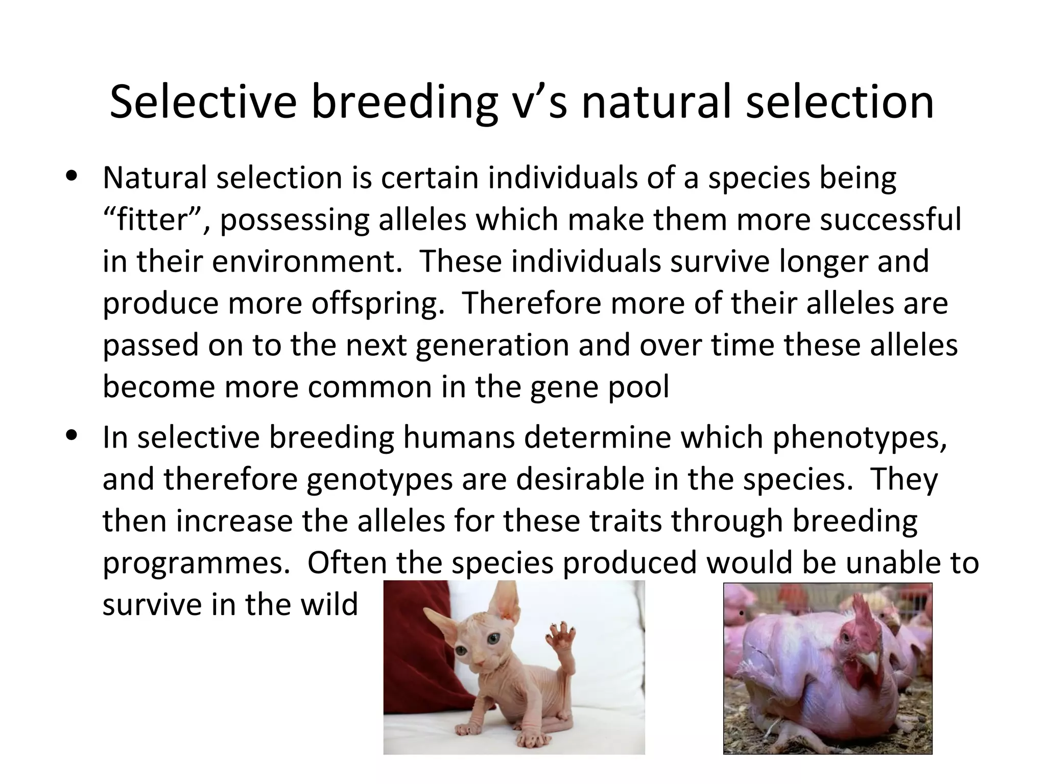 Selective breeding v’s natural selection
• Natural selection is certain individuals of a species being
“fitter”, possessing alleles which make them more successful
in their environment. These individuals survive longer and
produce more offspring. Therefore more of their alleles are
passed on to the next generation and over time these alleles
become more common in the gene pool
• In selective breeding humans determine which phenotypes,
and therefore genotypes are desirable in the species. They
then increase the alleles for these traits through breeding
programmes. Often the species produced would be unable to
survive in the wild
 