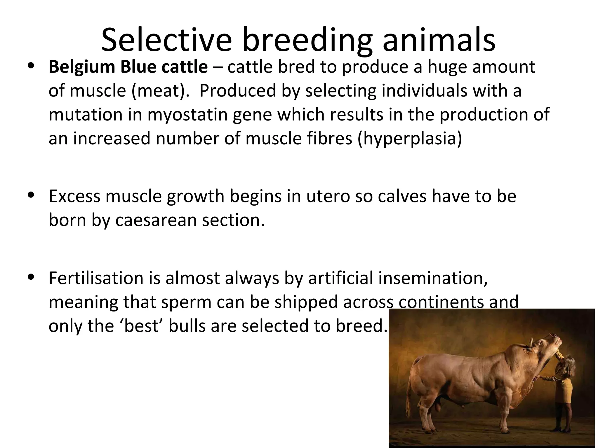 Selective breeding animals
• Belgium Blue cattle – cattle bred to produce a huge amount
of muscle (meat). Produced by selecting individuals with a
mutation in myostatin gene which results in the production of
an increased number of muscle fibres (hyperplasia)
• Excess muscle growth begins in utero so calves have to be
born by caesarean section.
• Fertilisation is almost always by artificial insemination,
meaning that sperm can be shipped across continents and
only the ‘best’ bulls are selected to breed.
 