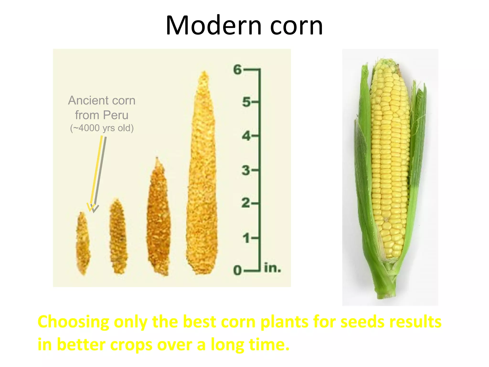 Modern corn
Choosing only the best corn plants for seeds results
in better crops over a long time.
Ancient corn
from Peru
(~4000 yrs old)
 