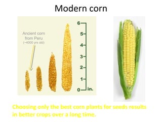Selective breeding powerpoint | PPT